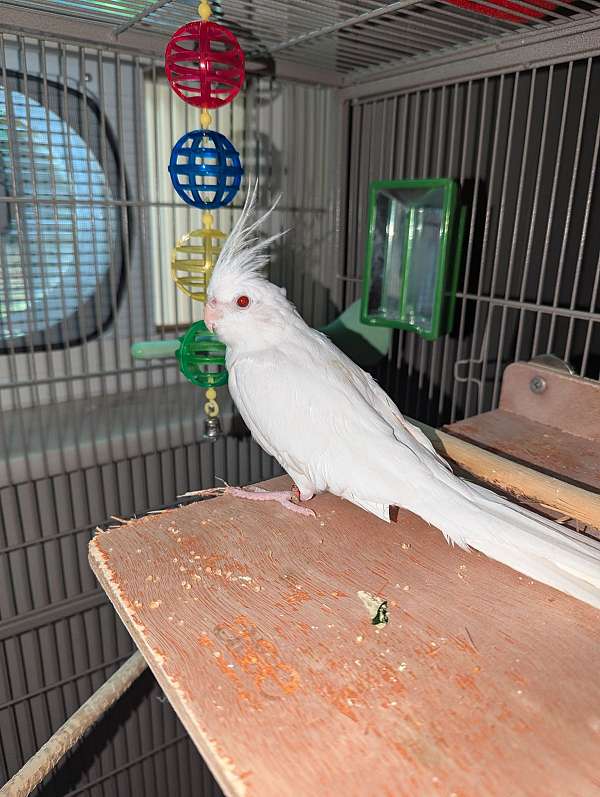 cockatiel-for-sale-in-morristown-tn