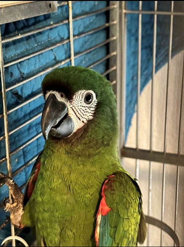 cute-playful-macaw-hahns-macaw-for-sale