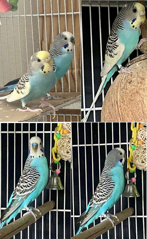 parakeet-for-sale