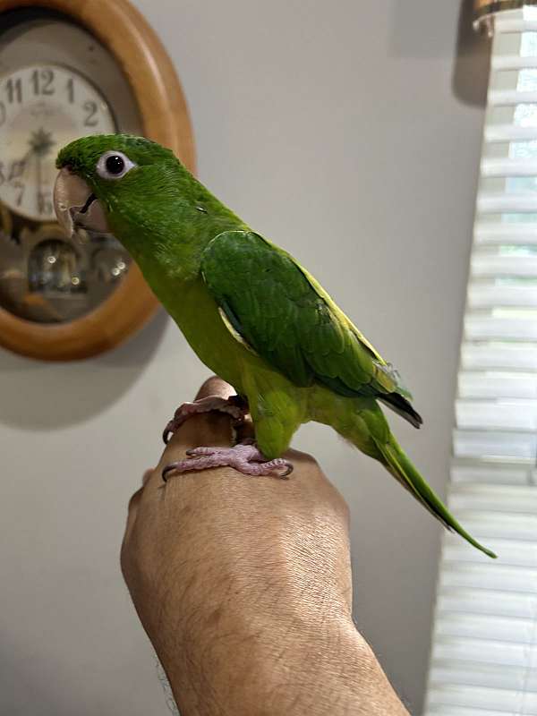 conure-for-sale