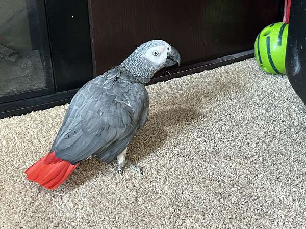 aggressive-tame-congo-african-grey-parrot-for-sale