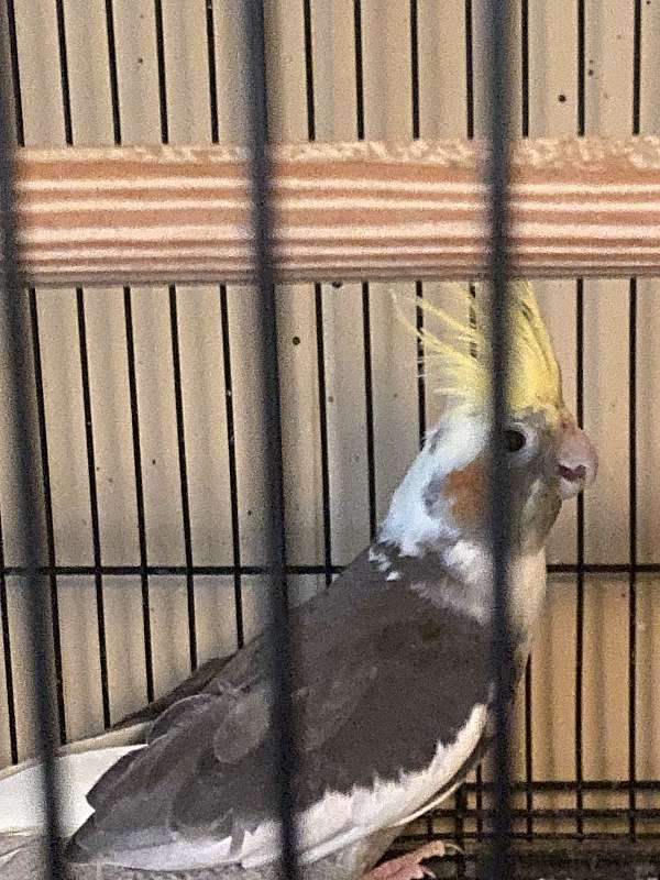 cockatiel-for-sale