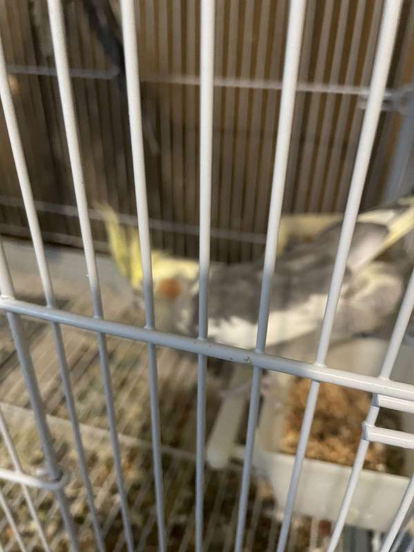 female-bird-for-sale-in-carencro-la