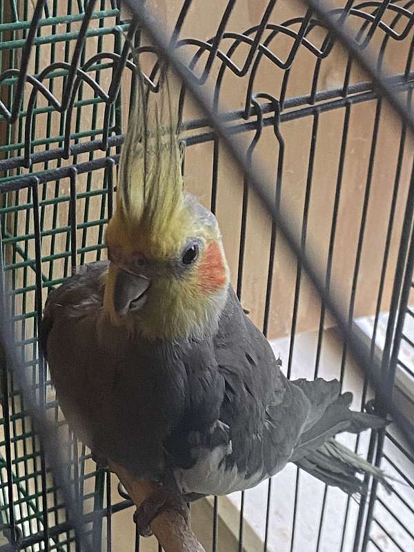 cockatiel-for-sale-in-carencro-la