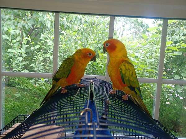 sun-conure-for-sale-in-sterling-va