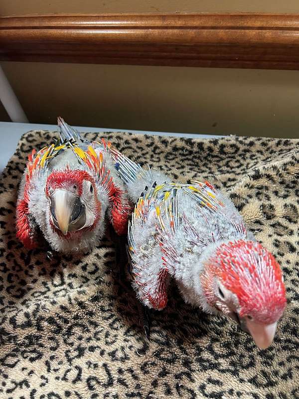 macaw-for-sale