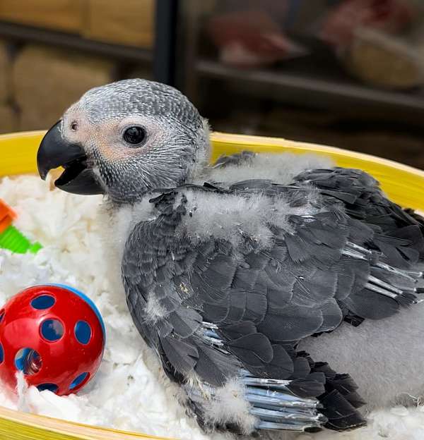 congo-african-grey-parrot-for-sale