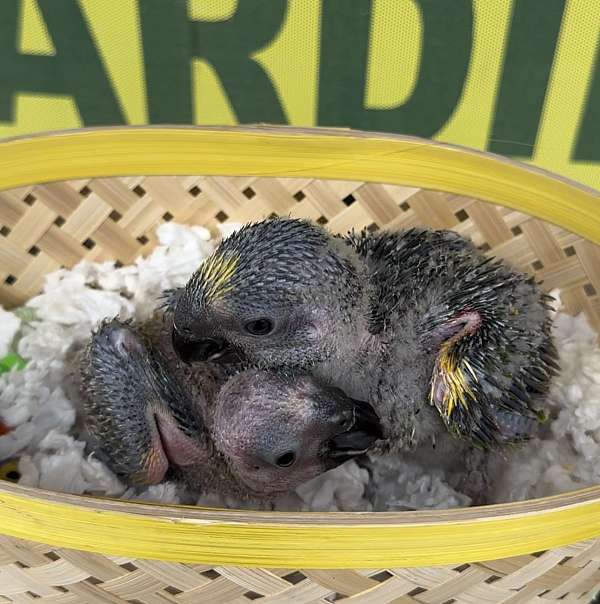 blue-front-amazon-parrot-for-sale-in-longwood-fl