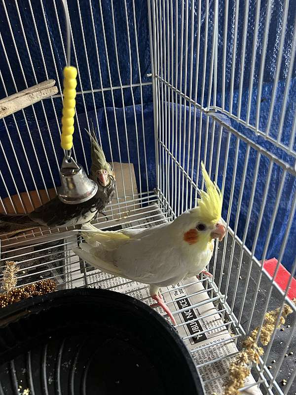 cockatiel-for-sale