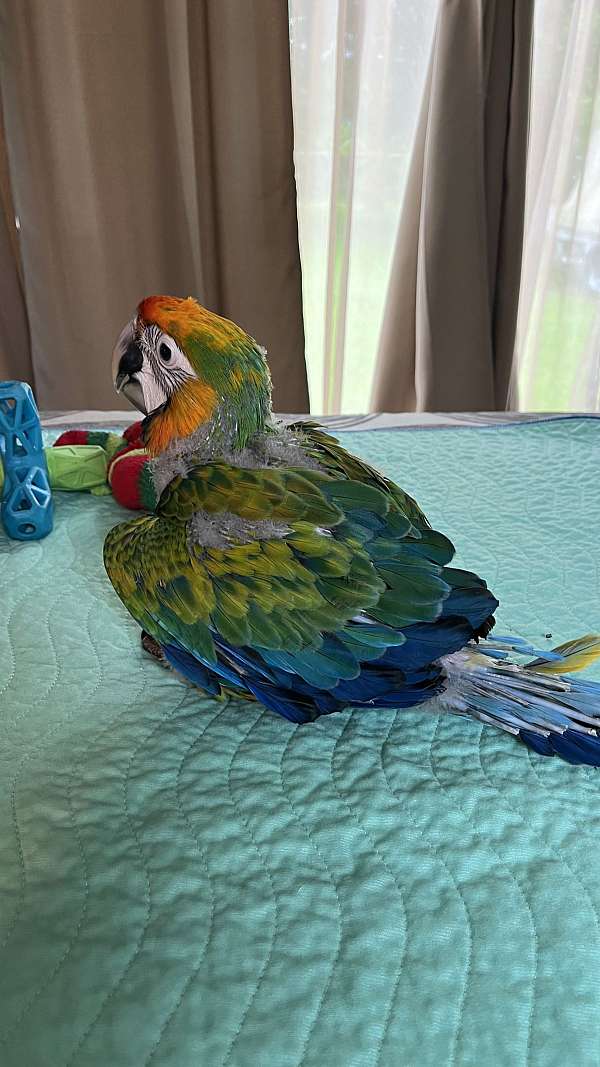 macaw-for-sale-in-port-orange-fl