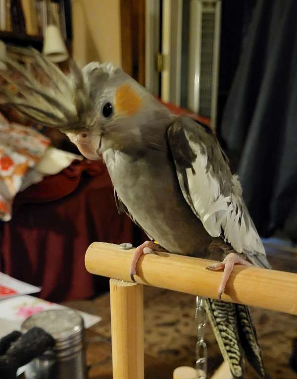 cockatiel-for-sale