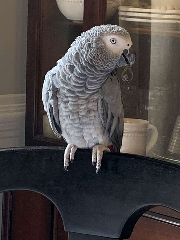 african-grey-parrot-for-sale-in-roswell-ga