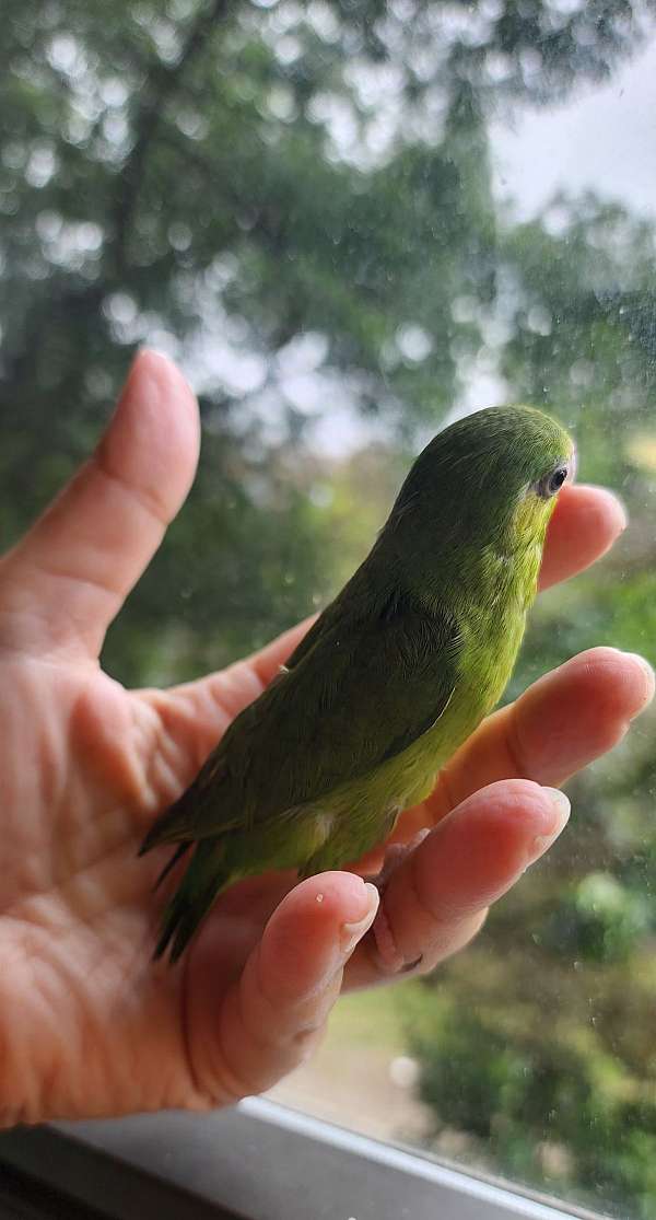 pacific-parrotlet-for-sale