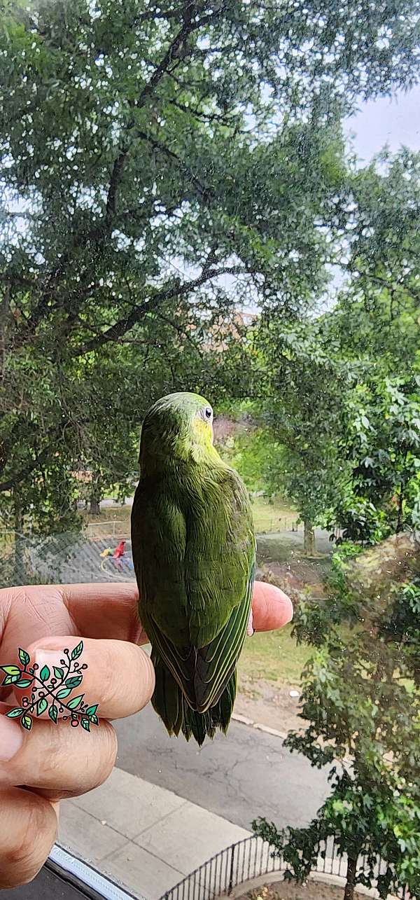 pacific-parrotlet-for-sale