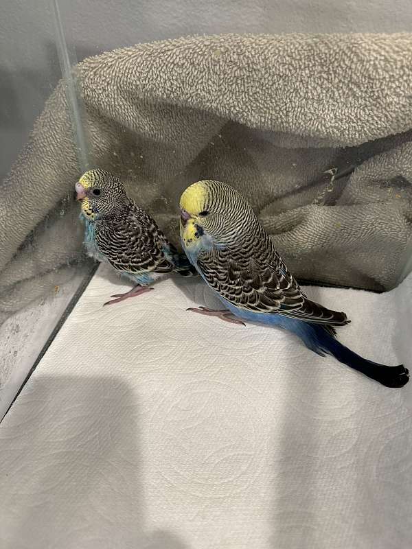 parakeet-for-sale