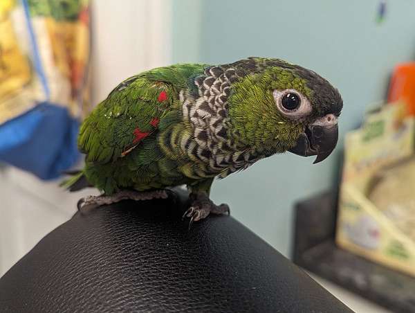 black-capped-conure-for-sale