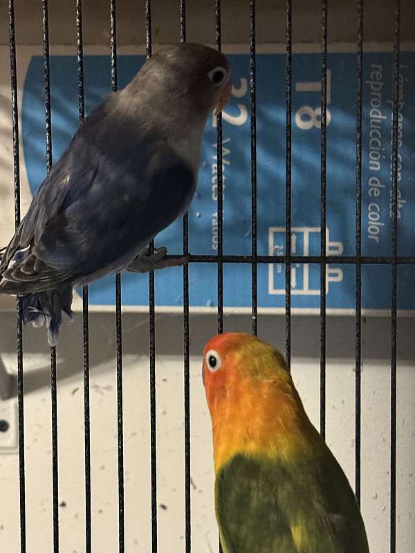 fischers-lovebird-for-sale