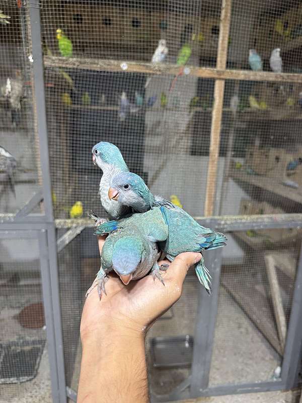 quaker-parrots-for-sale