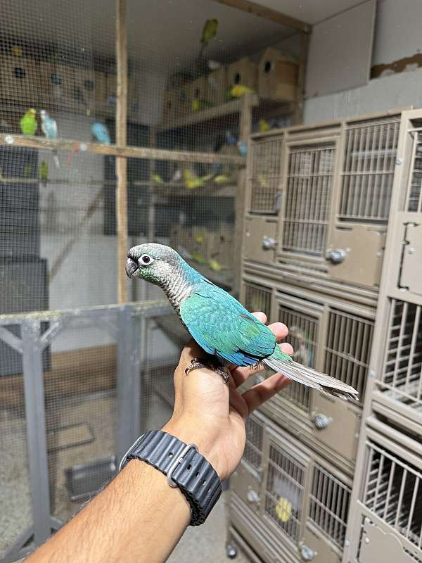 green-cheek-conure-for-sale