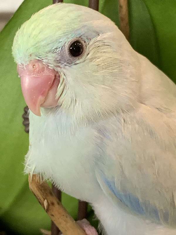 white-parrotlet-for-sale