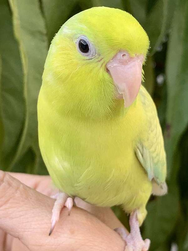 parrotlet-for-sale