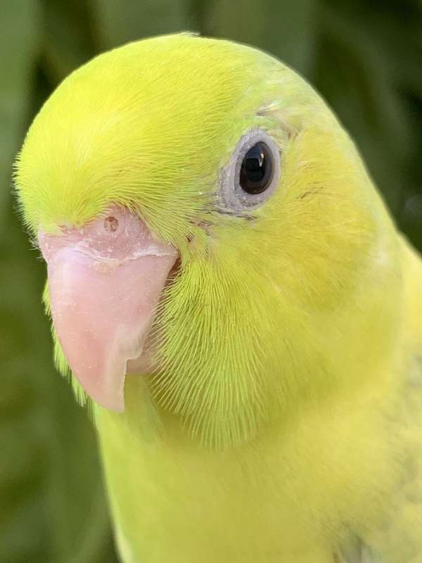 blue-parrotlet-for-sale