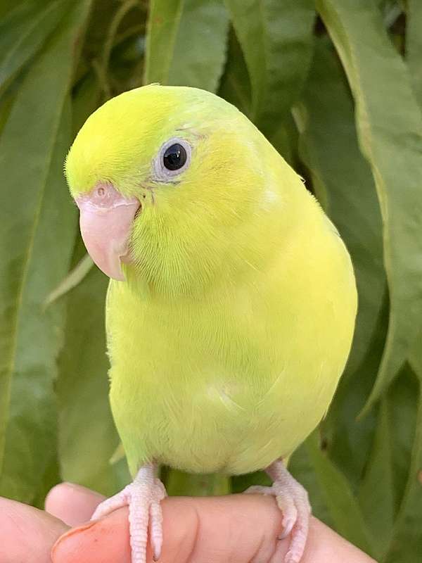 green-parrotlet-for-sale