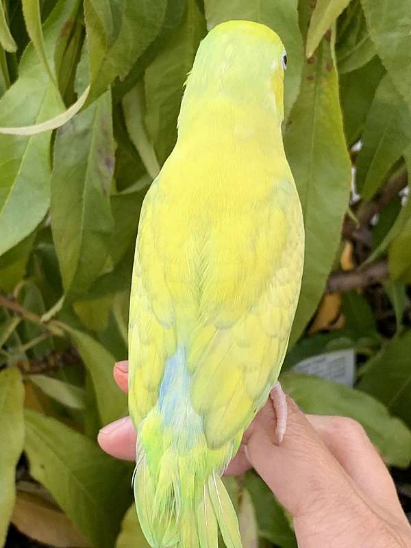 pastel-parrotlet-for-sale