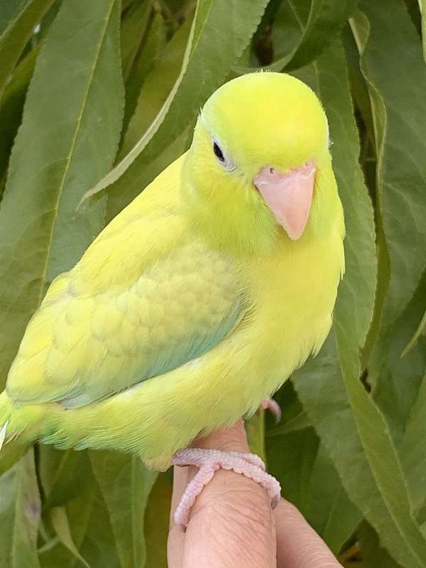 white-parrotlet-for-sale