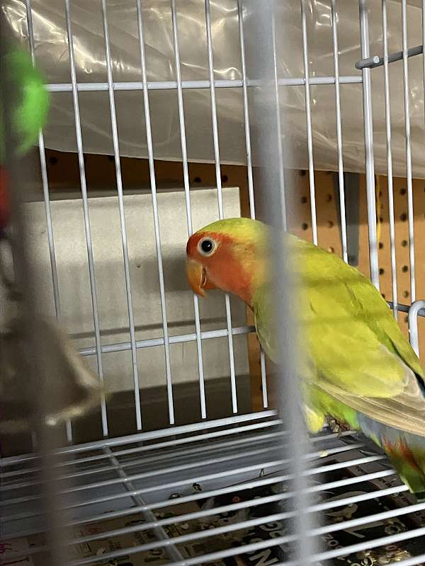 Beautiful female fisher lovebird exceptional coloring