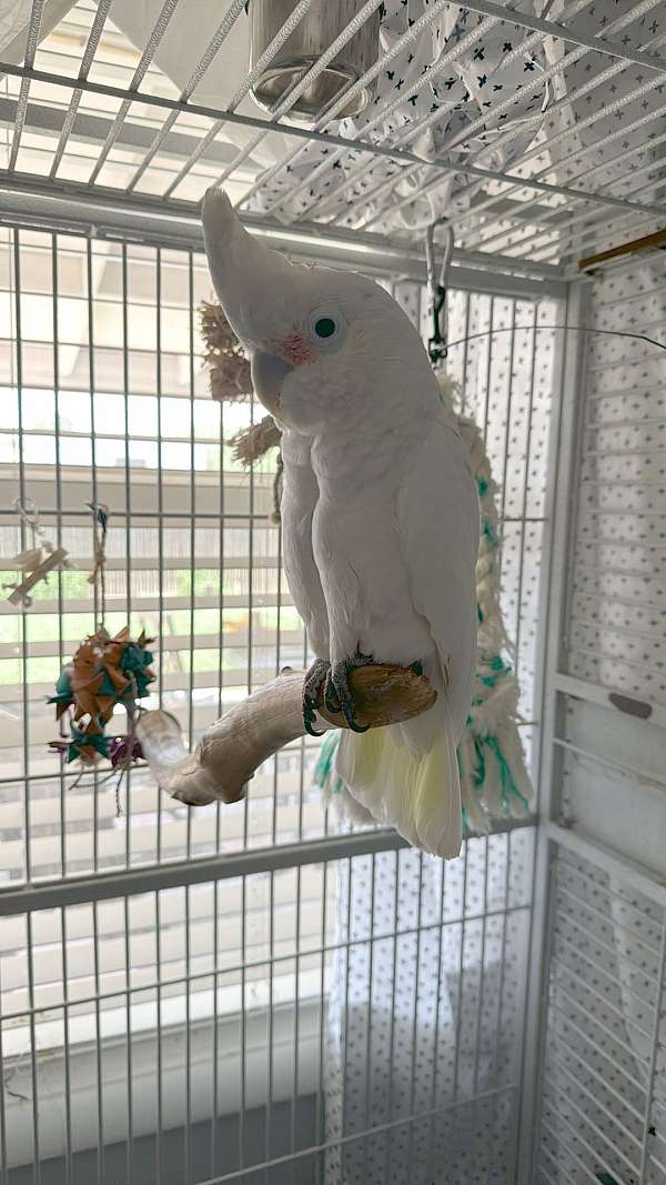 goffin-cockatoo-for-sale-in-midland-tx