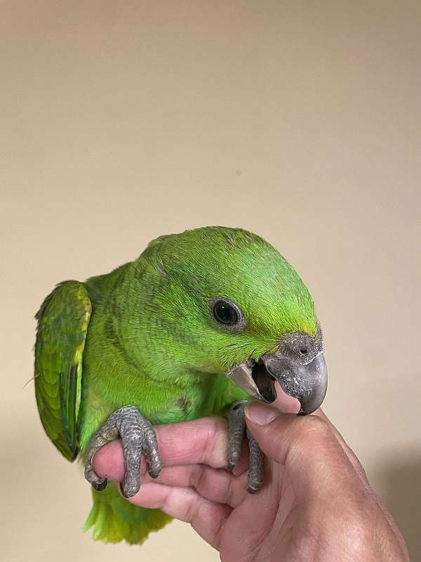 yellow-naped-amazon-parrot-for-sale-in-hutto-tx