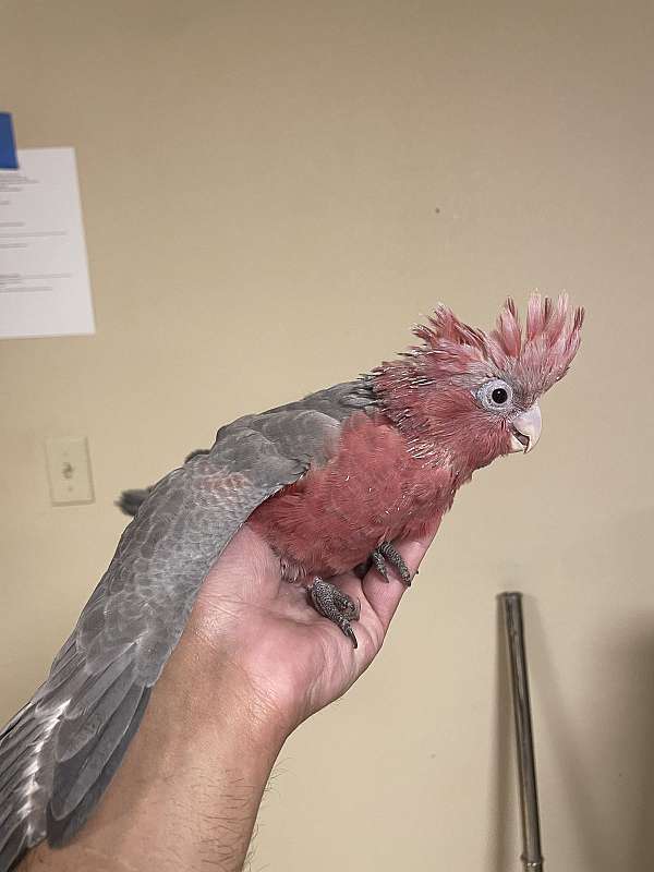 rose-breasted-cockatoo-for-sale