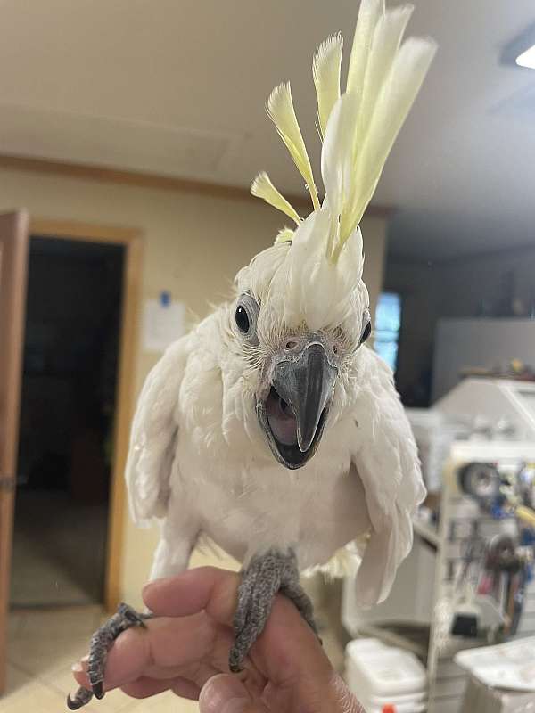 cockatoo-for-sale