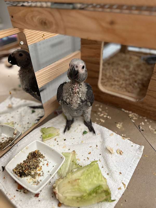 african-grey-parrot-for-sale-in-california