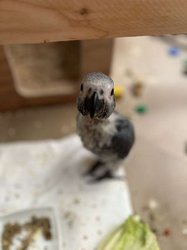 baby-african-grey-parrot-for-sale