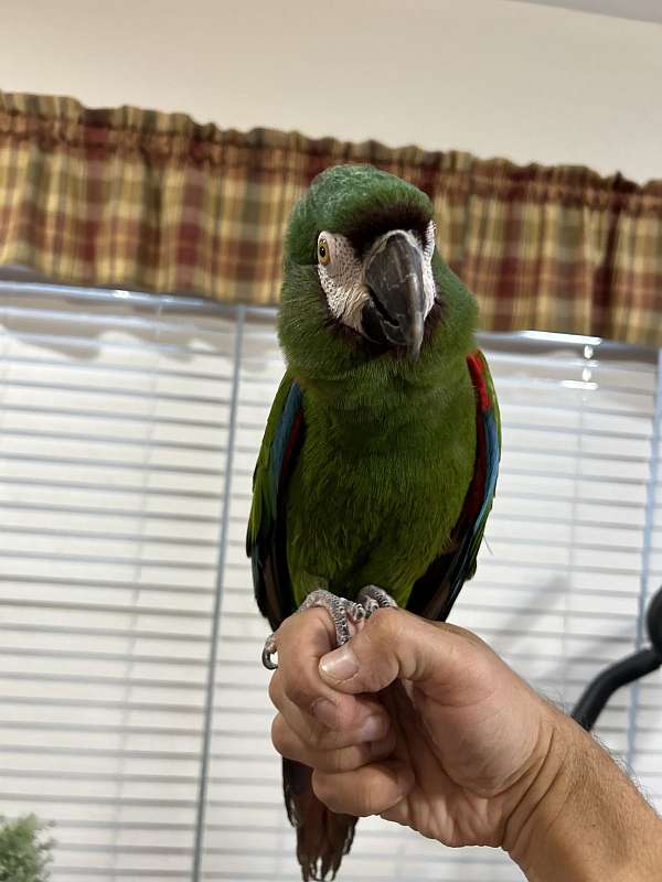 macaw-for-sale