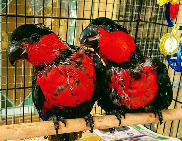 male-female-bird-for-sale-in-miami-shores-fl