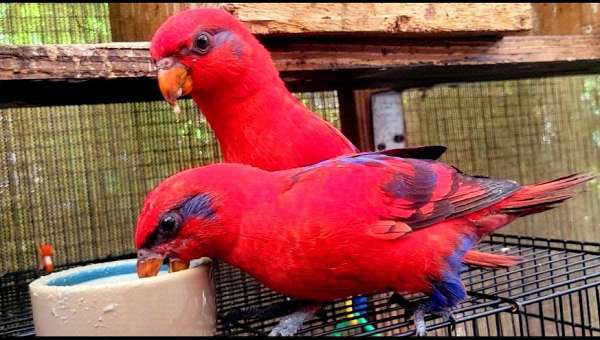 male-female-lory-red-lory-for-sale