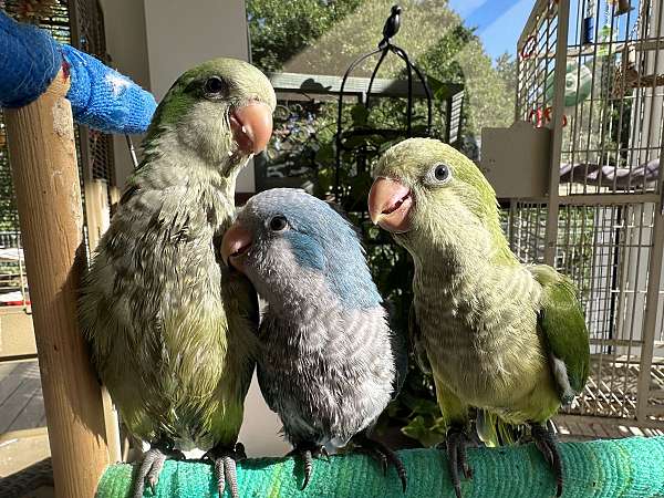 quaker-parrots-for-sale