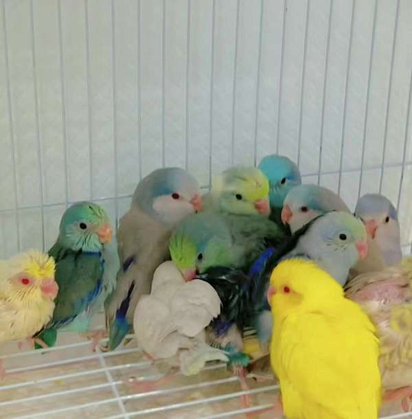 parrotlet-for-sale