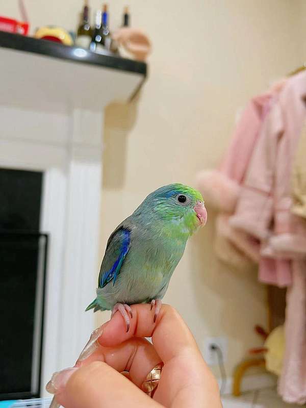 parrotlet-for-sale-in-los-angeles-ca