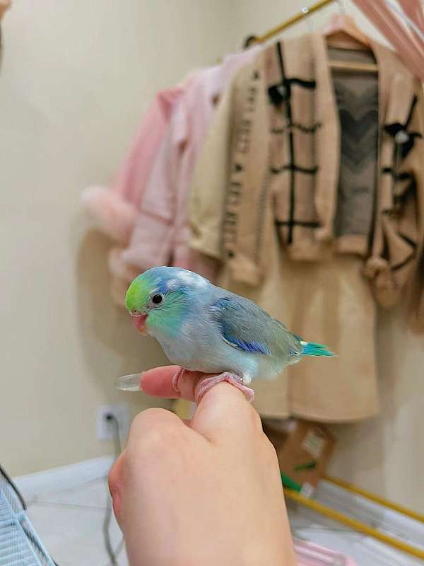 baby-parrotlet-for-sale