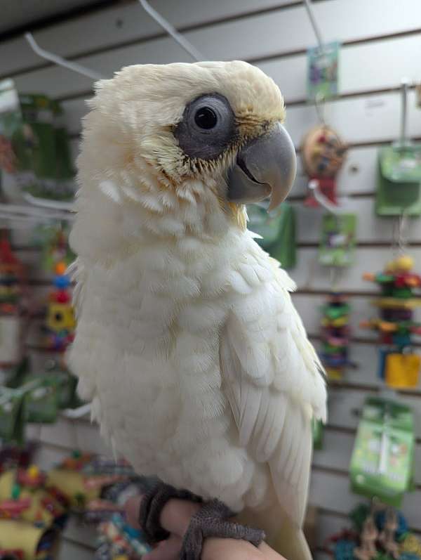 goffin-cockatoo-for-sale