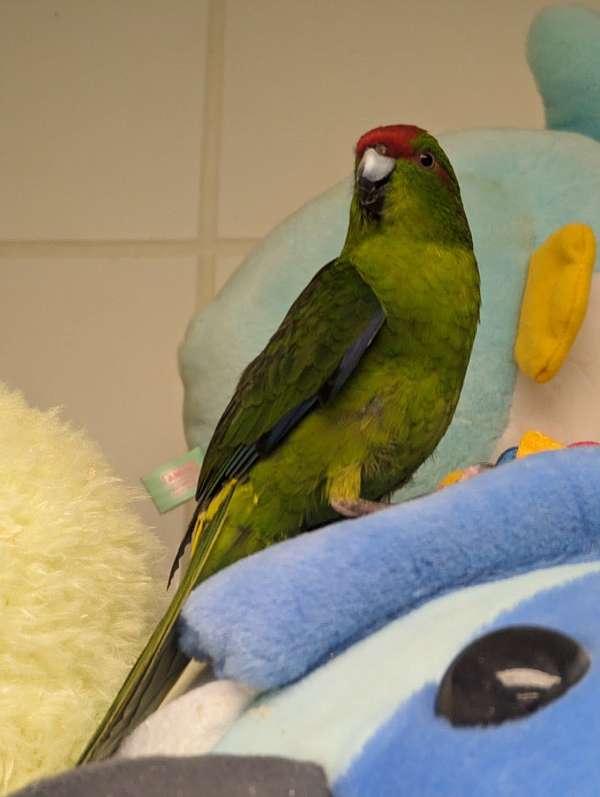 grass-parakeet-for-sale