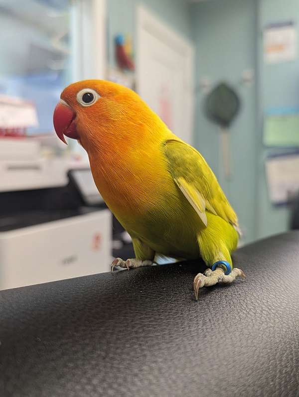 fischers-lovebird-for-sale