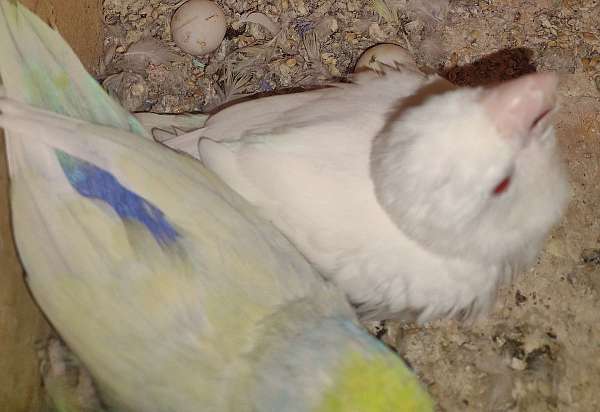 parrotlet-for-sale-in-uhrichsville-oh