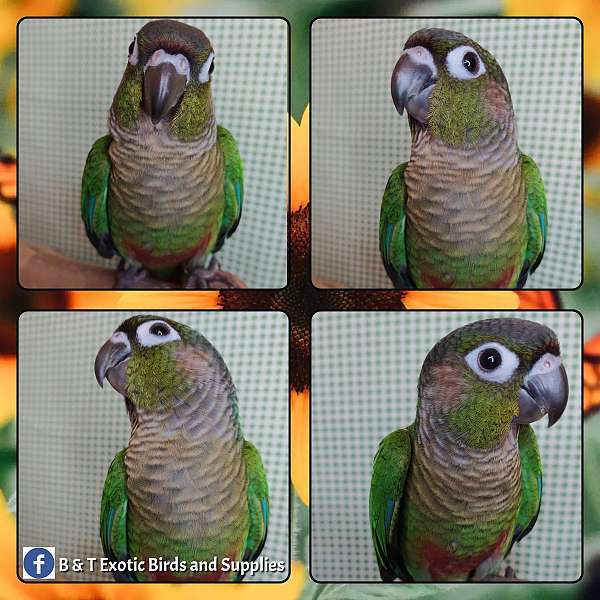 conure-for-sale