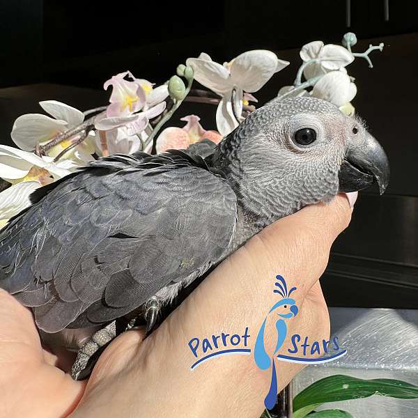 congo-african-grey-parrot-for-sale