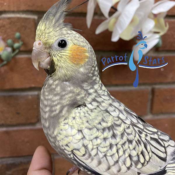 cockatiel-for-sale